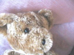 sam bear 643_02